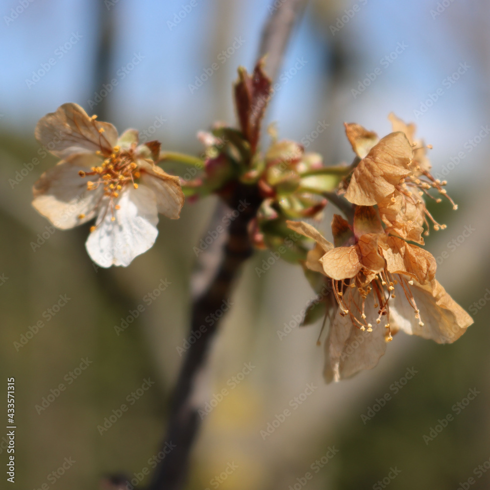 Sour cherry tree flowers on branch damaged by unespected frost on springtime. Prunus cerasus Sour cherry tree flowers on branch damaged by unespected frost on springtime. Prunus cerasus