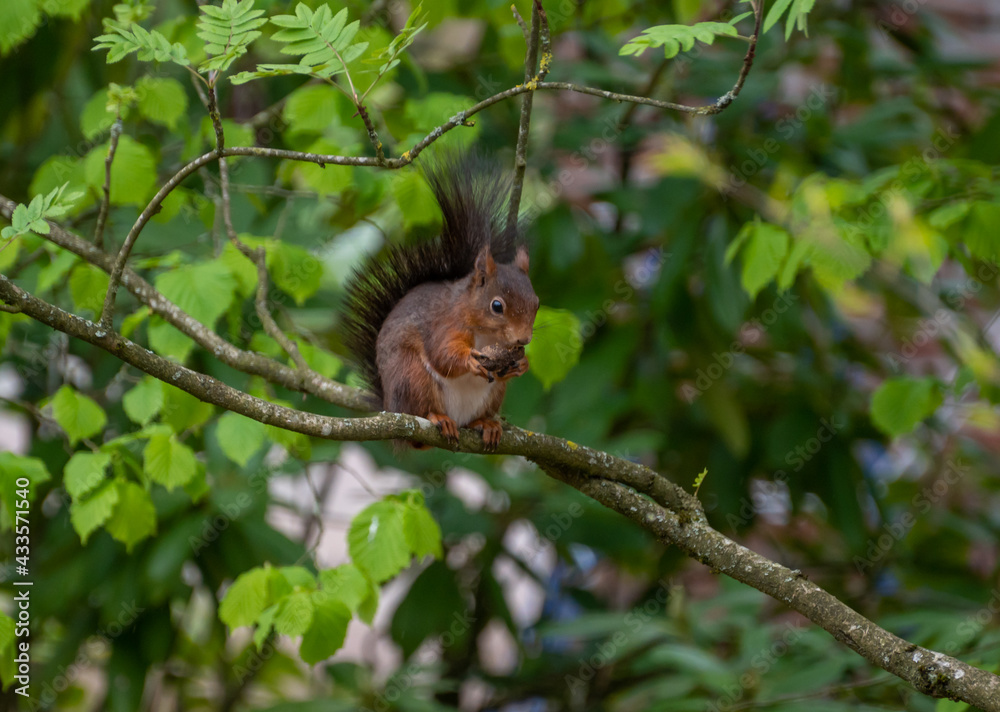 Dutch red squirrel in a tree eating
 
