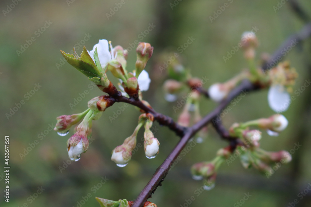 Close-up of Sour cherry tree blossoms on branches covered by raindrops. Prunus, cerasus on springtime Close-up of Sour cherry tree blossoms on branches covered by raindrops. Prunus, cerasus on springtime