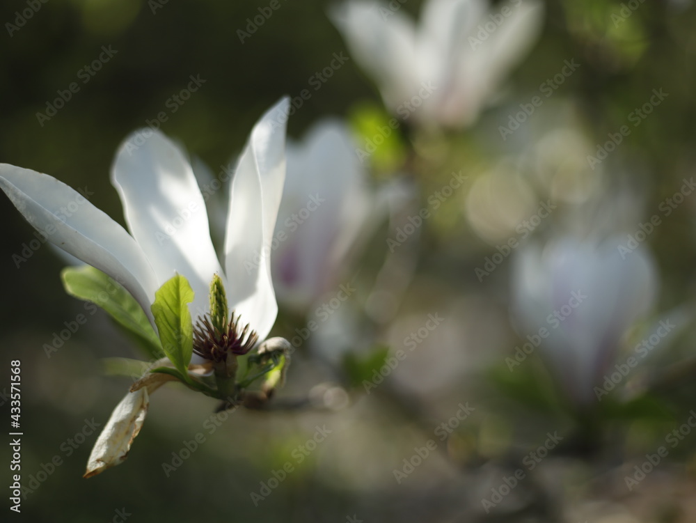 Magnolia kwiat kwitnienie - obrazy, fototapety, plakaty 