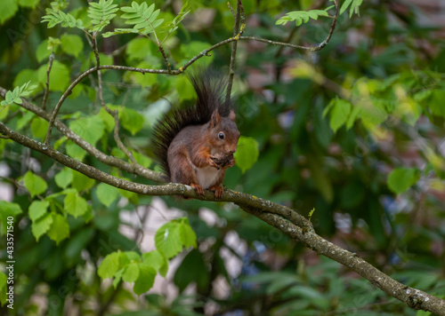 Dutch red squirrel in a tree eating 
