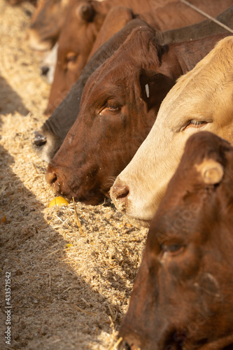Cows in a feedlot or feed yard