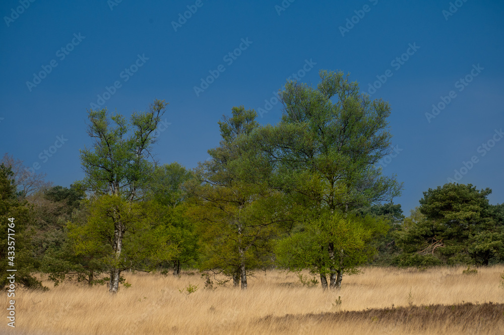 Obraz premium treescape in dutch woods 