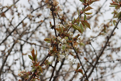 Cherry tree flowers on branch damaged by unespected frost on springtime. Prunus avium