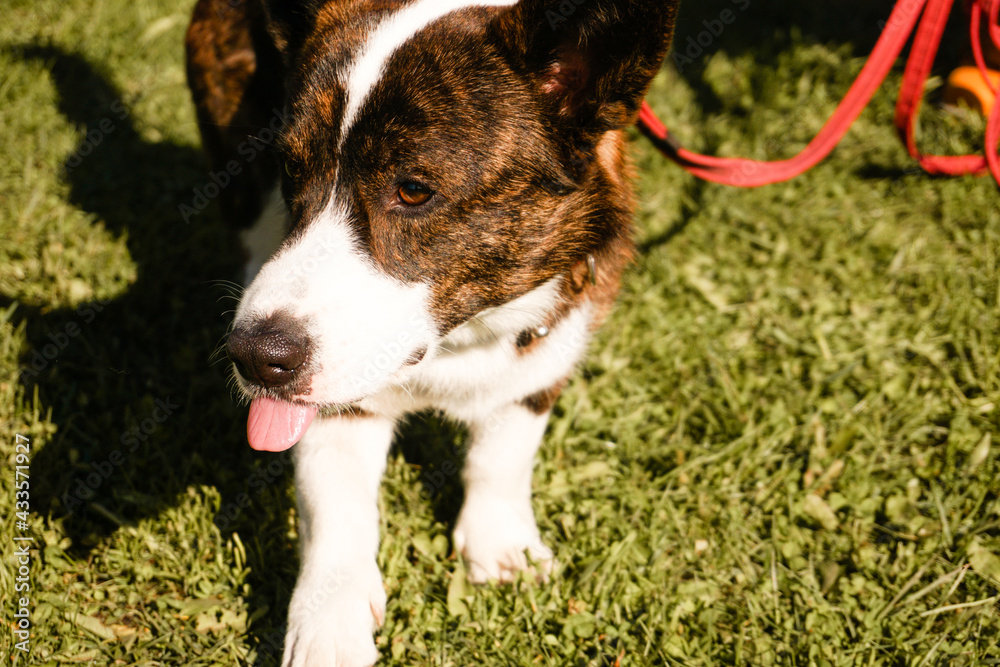 Brown corgi on a leash on green grass. Walk on a sunny day. Happy pet. Walk or dog show Brown corgi on a leash on green grass. Walk on a sunny day. Happy pet. Walk or dog show