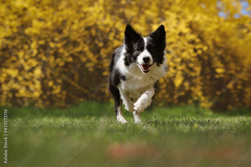 Happy Border Collie Runs in the Park during Spring. Adorable Black and White Dog being Active with Yellow Flowered Background.