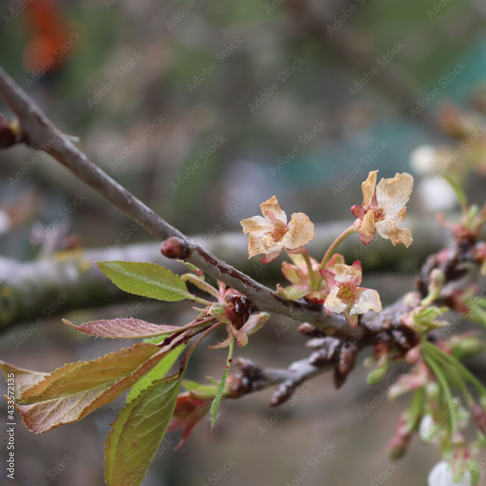 Cherry tree flowers on branch damaged by unespected frost on springtime. Prunus avium Cherry tree flowers on branch damaged by unespected frost on springtime. Prunus avium