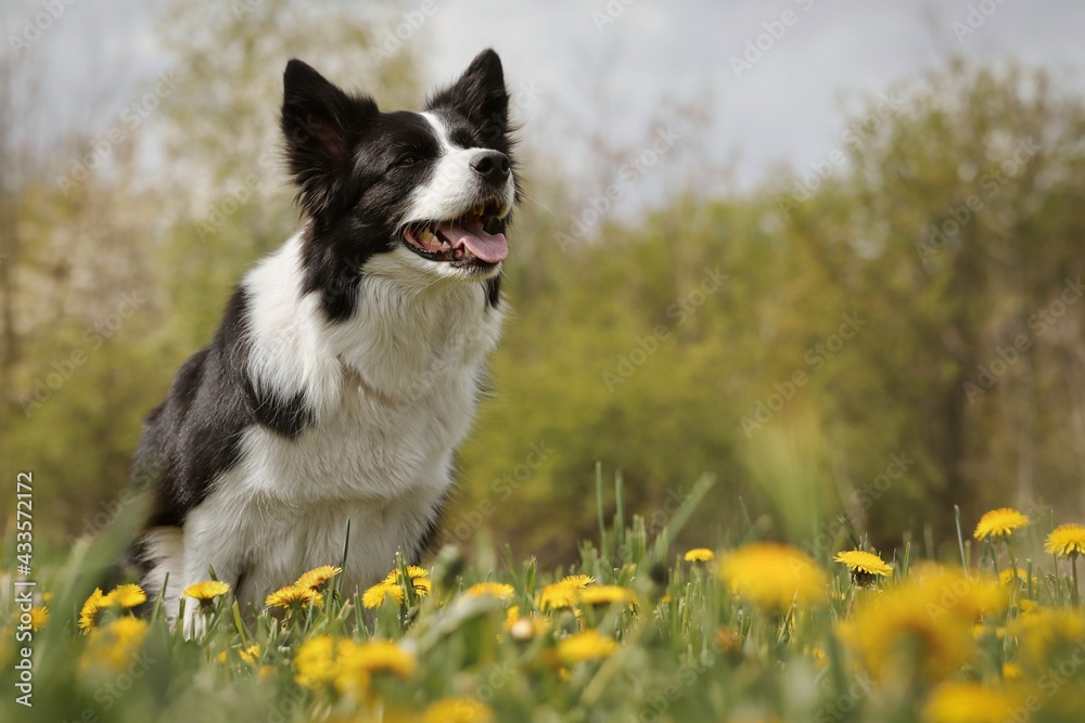 Adorable Border Collie Sits in the Dandelion Flower and Looks to the Right. Smiling Black and White Dog in Spring Meadow.