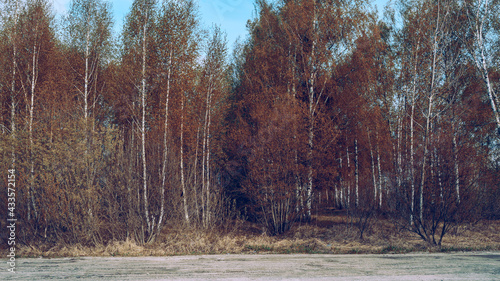 Wallpaper Mural Countryside, birch forest. Nature, clean and fresh air. Protecting the environment. Blue sky, yellow leaves Torontodigital.ca