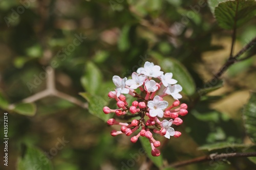 Viburnum Carlesii in Bloom. Bud and Petal of Arrowwood Flower during Springtime. Korean Spice Viburnum in Spring Garden.