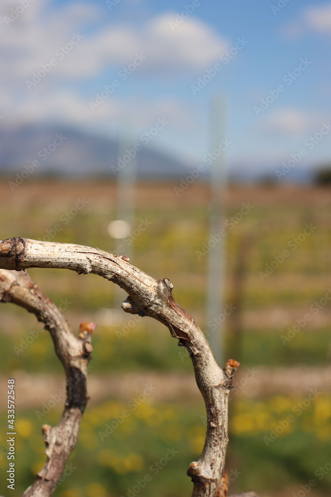 Fototapeta premium Vine plants with fresh new buds on springtime on a sunny day. Close-up of Vitis vinifera
