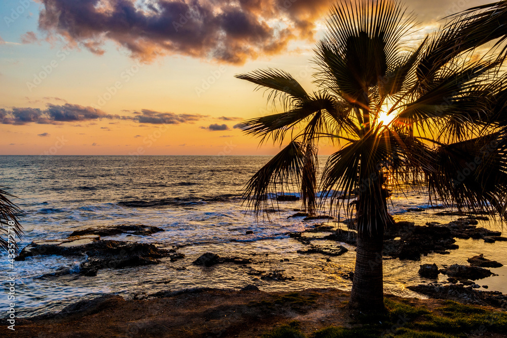 Palm tree on a background of tropical sunset.