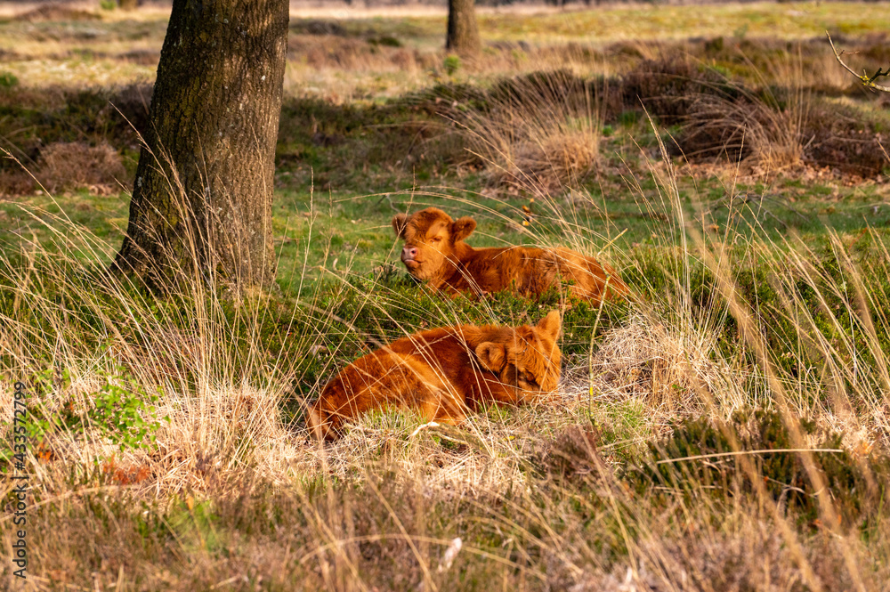 wild cow grazing in Groote zand in Drenthe. wild cow grazing in Groote zand in Drenthe.