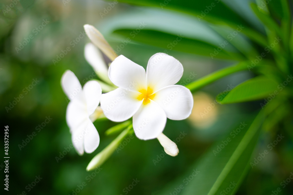 Fototapeta premium Plumeria flower with green leaves