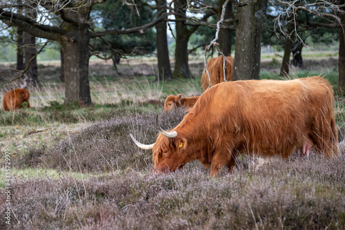 wild cow grazing in Groote zand in Drenthe. photo