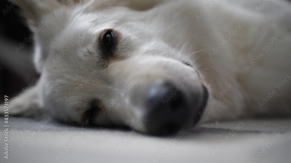 Pies biały owczarek głowa - obrazy, fototapety, plakaty 