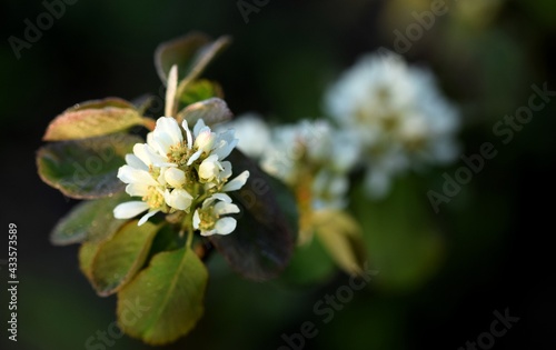 Amelanchier flowers, closeup of blooming shadbush, morning dew