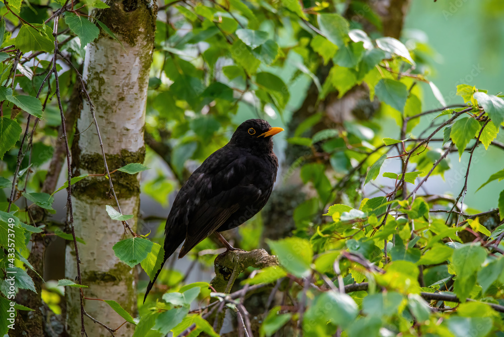 Obraz premium Amsel auf einem Birkenzweig