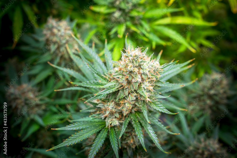 THC boosted Cannabis plant growing in indoor LED farm greenhouse, ready to be harvest THC boosted Cannabis plant growing in indoor LED farm greenhouse, ready to be harvest