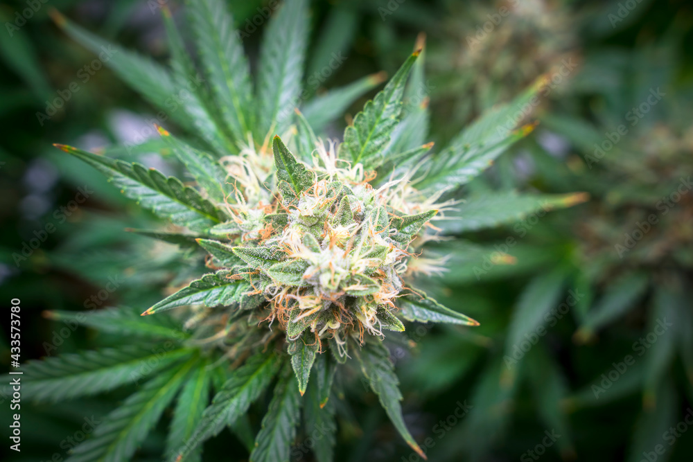 THC boosted Cannabis plant growing in indoor LED farm greenhouse, ready to be harvest THC boosted Cannabis plant growing in indoor LED farm greenhouse, ready to be harvest