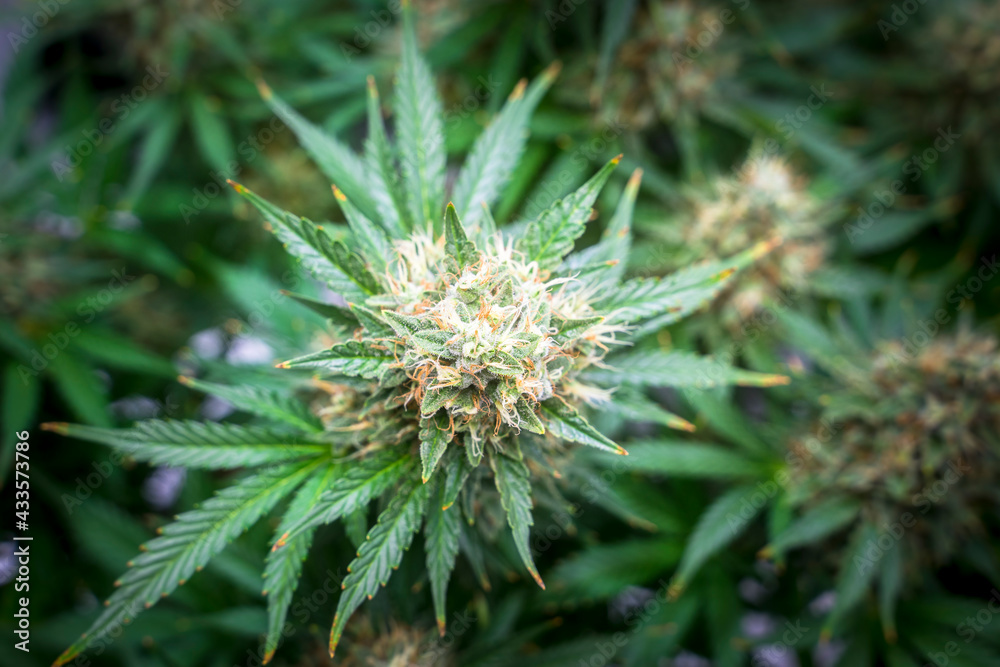 THC boosted Cannabis plant growing in indoor LED farm greenhouse, ready to be harvest THC boosted Cannabis plant growing in indoor LED farm greenhouse, ready to be harvest