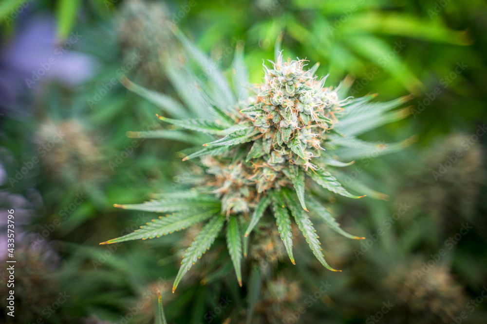 THC boosted Cannabis plant growing in indoor LED farm greenhouse, ready to be harvest THC boosted Cannabis plant growing in indoor LED farm greenhouse, ready to be harvest