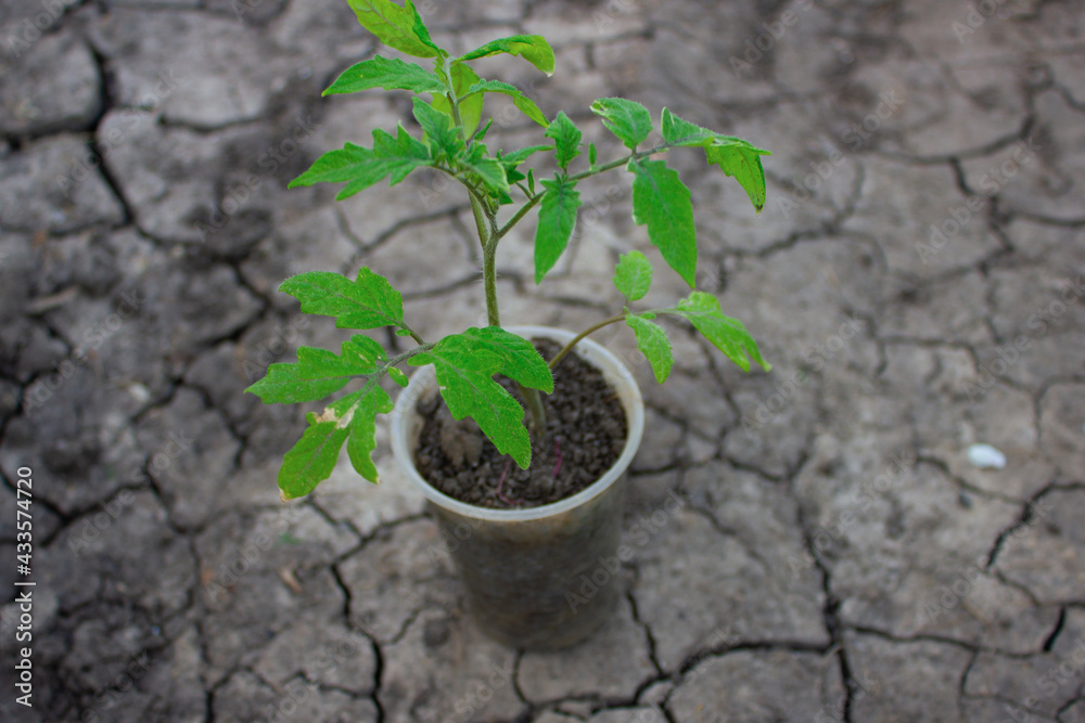 Plant a tomato in a plastic glass. Plant a tomato in a plastic glass.