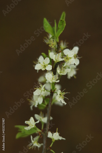 flowers on a branch