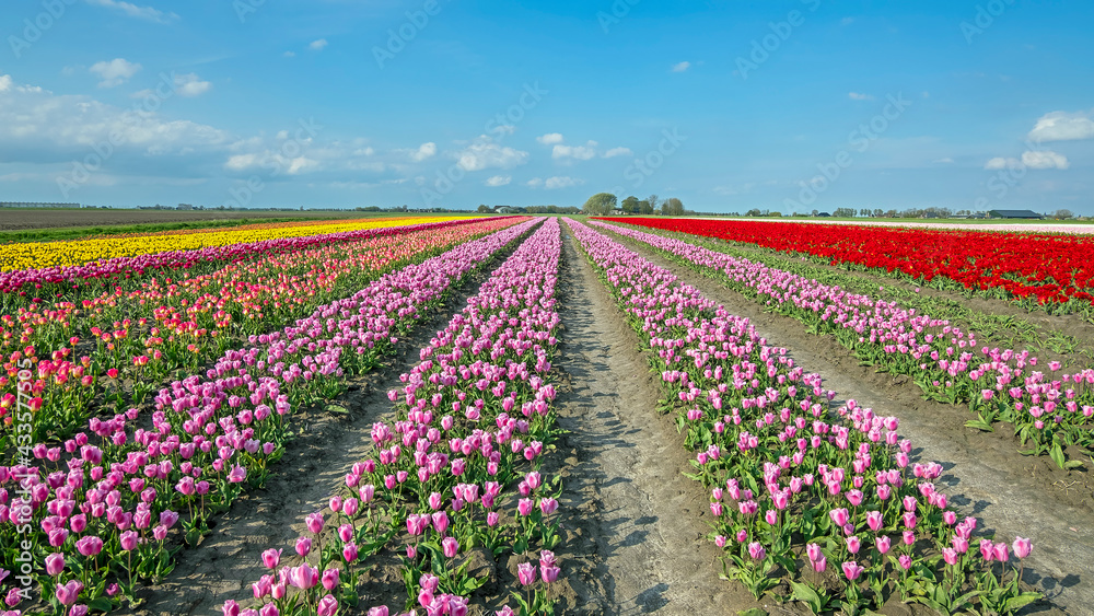 Blossoming tulips in the countryside from the Netherlands