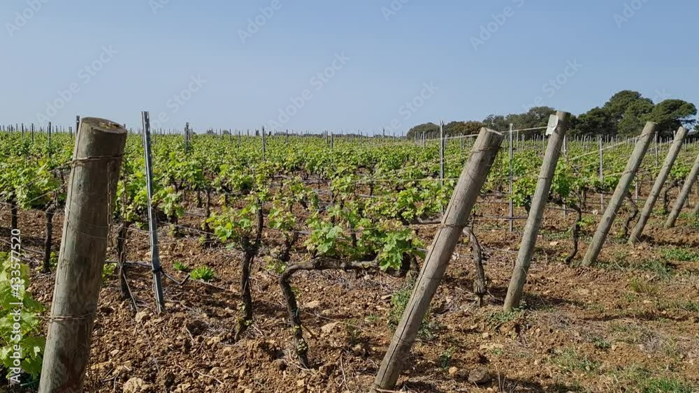 South italian vineyards in spring South italian vineyards in spring