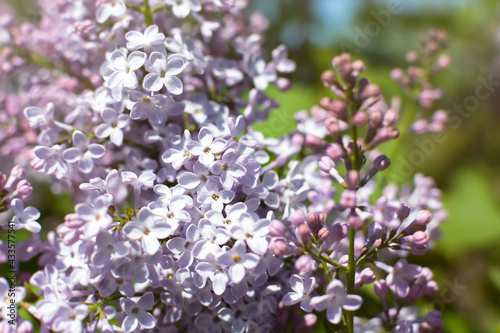 Beautiful lilac blooms in the spring in the garden. Soft purple floral background in the warm rays of the sun. The concept of spring  romance  and lightness. A sprig of lilac in selective focus