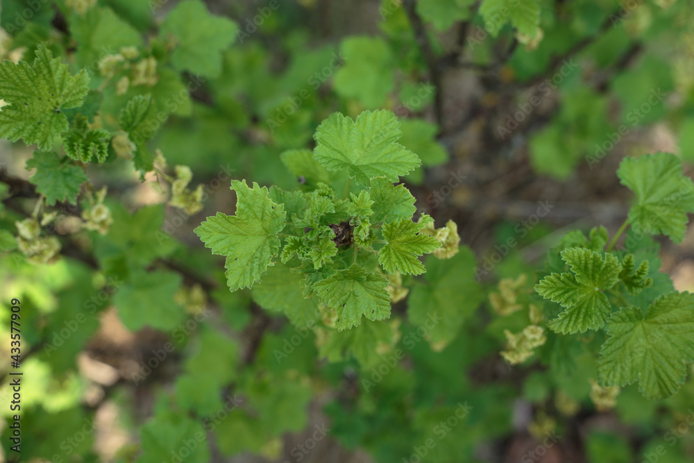 Selective focus, top view of blooming green leaves. Tree twig with young growing leaves. Concept of spring, summer, nature, park or gardening Selective focus, top view of blooming green leaves. Tree twig with young growing leaves. Concept of spring, summer, nature, park or gardening