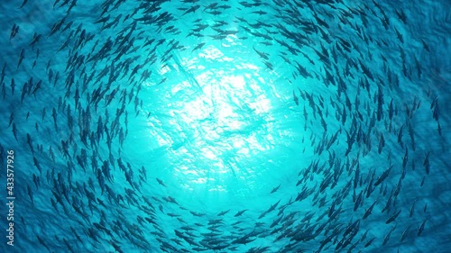 School of fish sharks swim in a circle