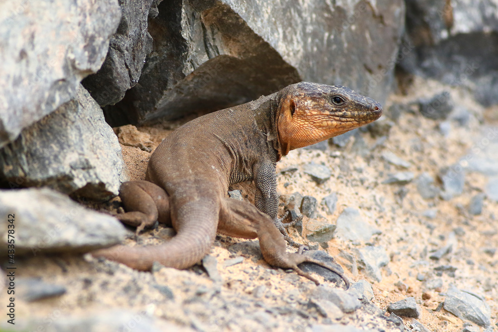 Gran canaria giant lizard, Gallotia stehlini Gran canaria giant lizard, Gallotia stehlini