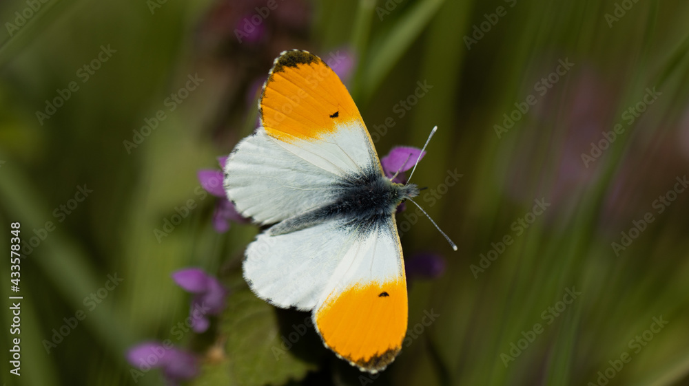 Obraz premium Aurorafalter