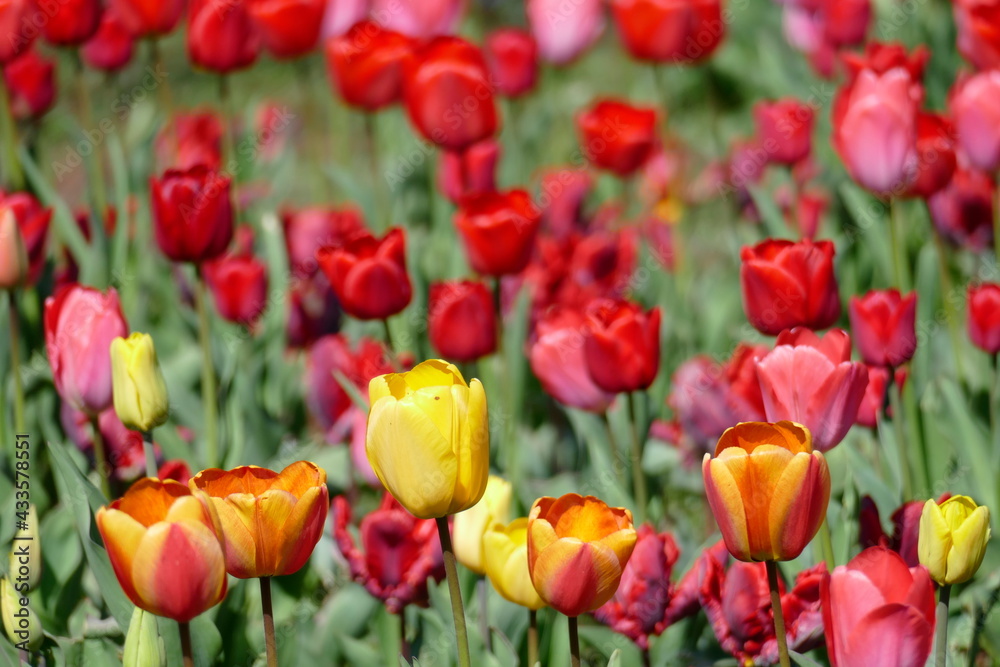 Fototapeta premium bunt blühendeTulpen, (Tulipa), Blumenbeet, Deutschland