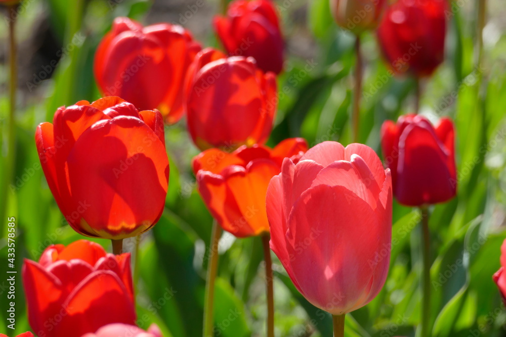 bunt blühendeTulpen, (Tulipa), Blumenbeet, Deutschland bunt blühendeTulpen, (Tulipa), Blumenbeet, Deutschland