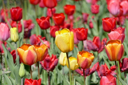 bunt blühendeTulpen,  (Tulipa), Blumenbeet, Deutschland © detailfoto