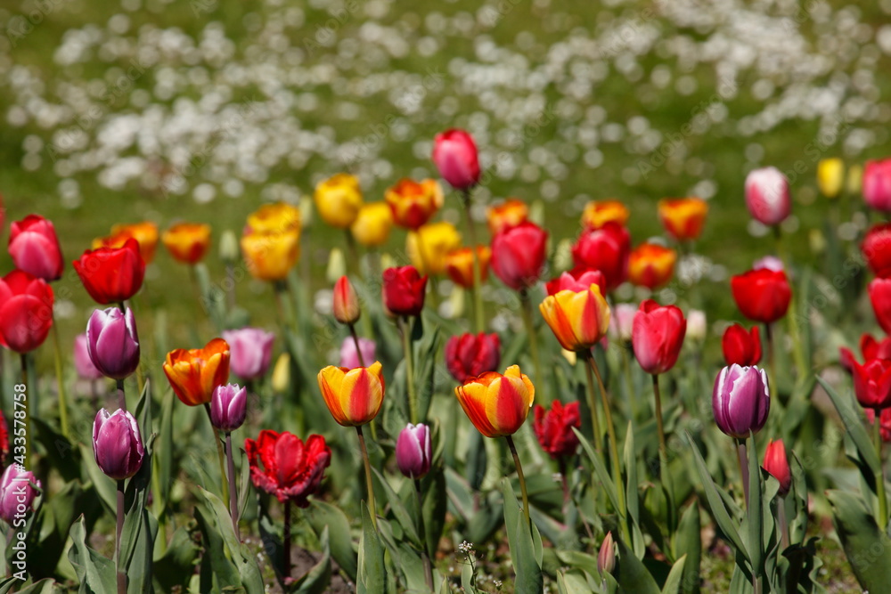 Fototapeta premium bunt blühendeTulpen, (Tulipa), Blumenbeet, Deutschland