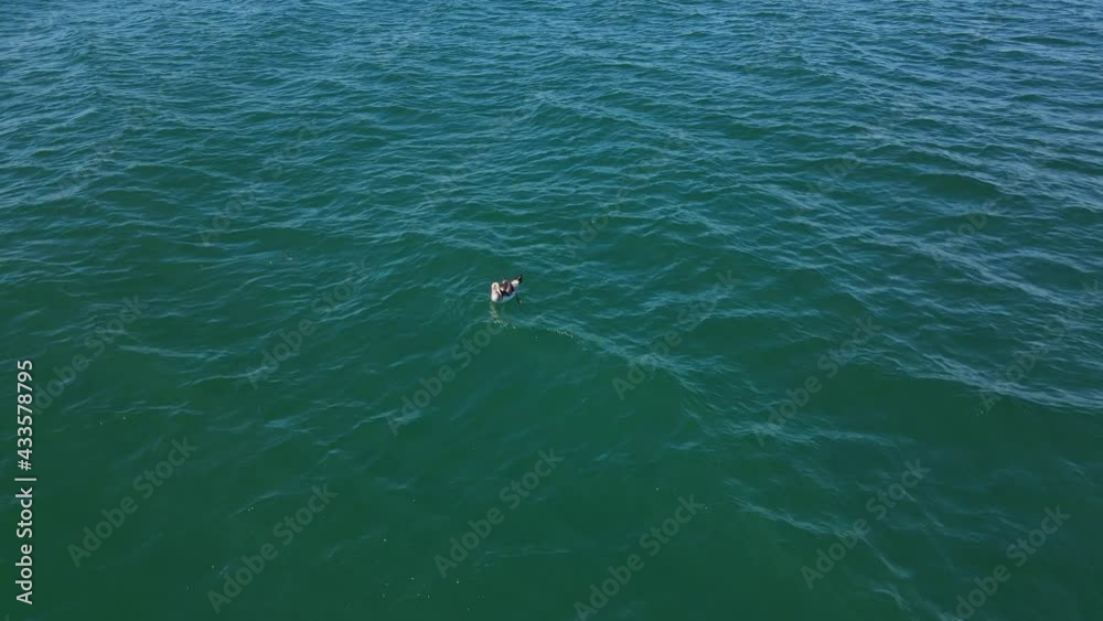 Albatross Bird Floating And Moving By Calm Waves Of Blue Sea In QLD, Australia. - aerial Albatross Bird Floating And Moving By Calm Waves Of Blue Sea In QLD, Australia. - aerial
