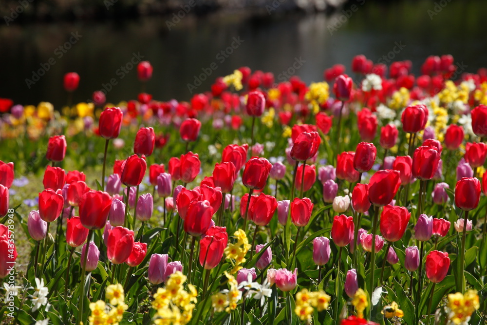 bunt blühendeTulpen, (Tulipa), Blumenbeet, Deutschland bunt blühendeTulpen, (Tulipa), Blumenbeet, Deutschland