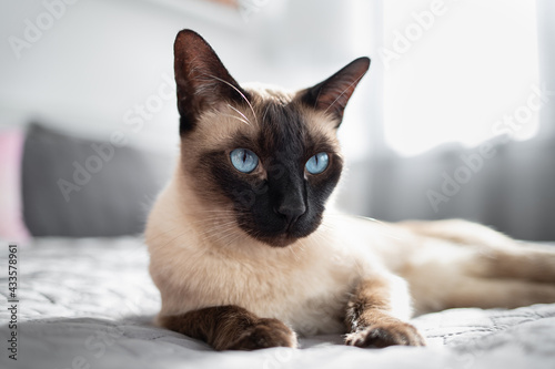 siamese cat with blue eyes on the bed