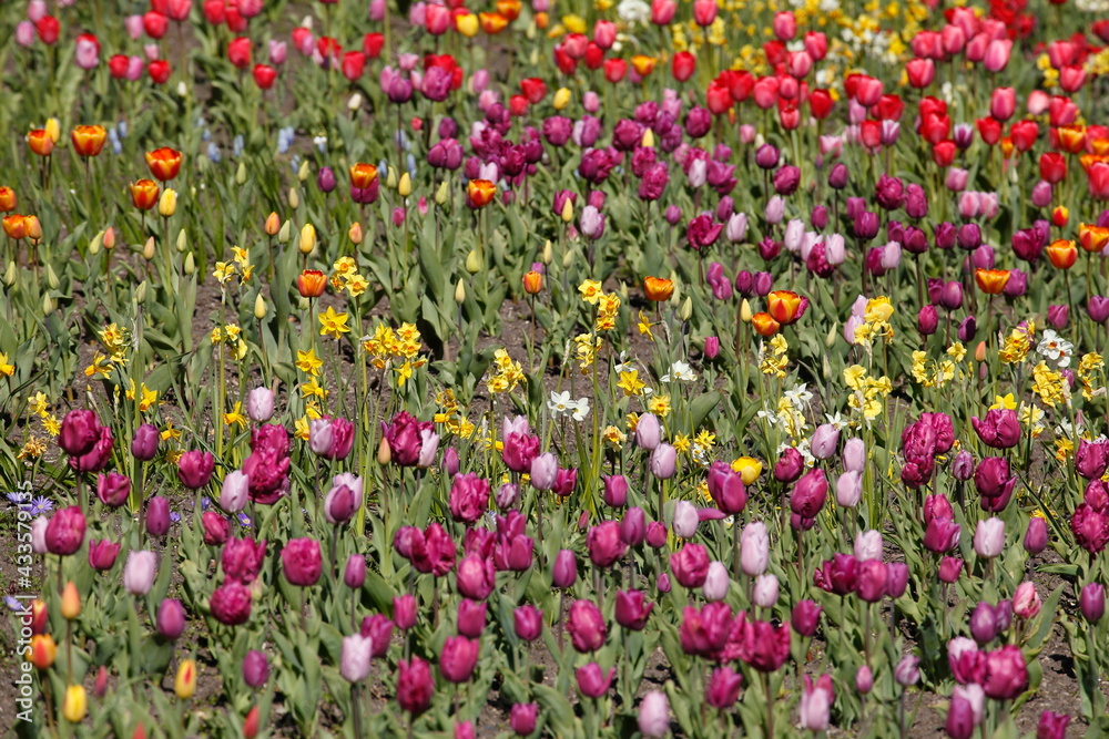 bunt blühendeTulpen, (Tulipa), Blumenbeet, Deutschland bunt blühendeTulpen, (Tulipa), Blumenbeet, Deutschland