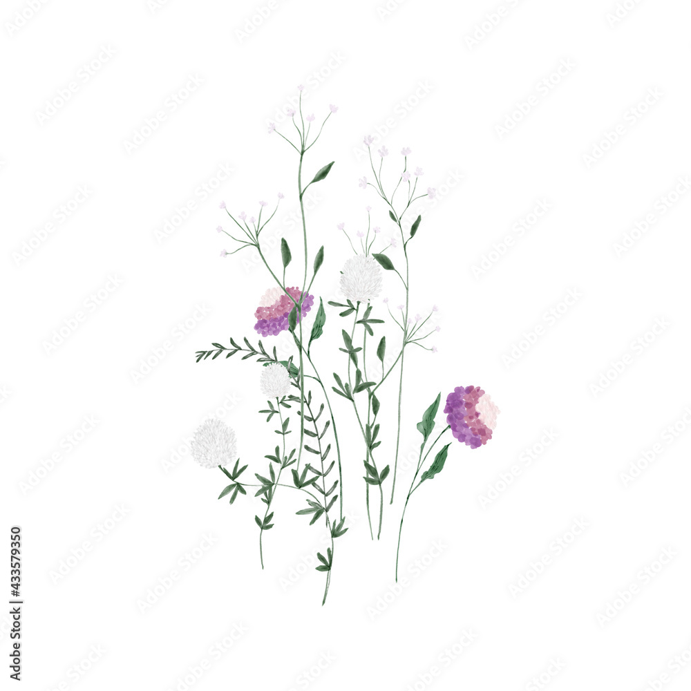 Wild flowers on white background