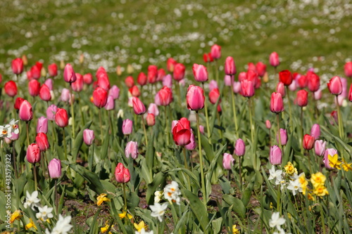 bunt blühendeTulpen, (Tulipa), Blumenbeet, Deutschland