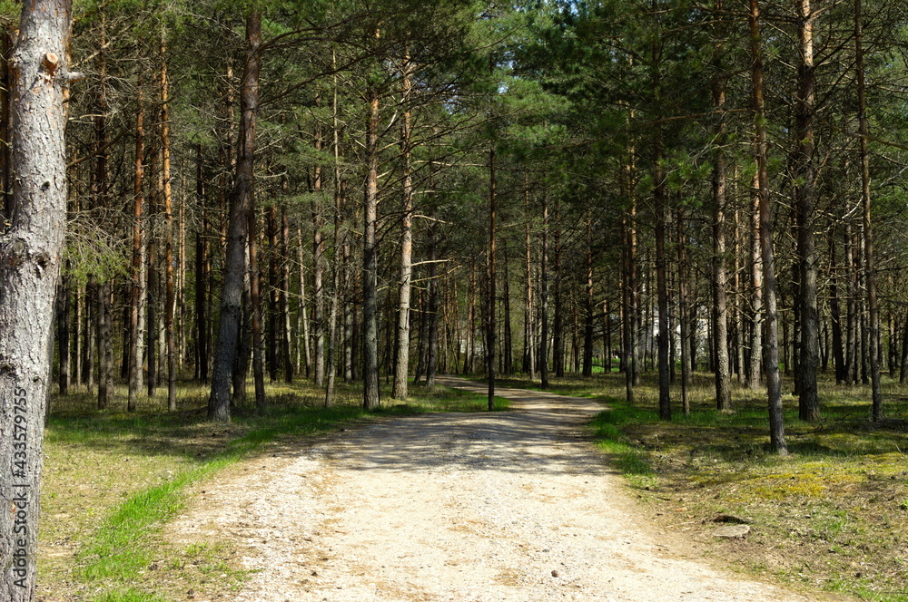 Obraz premium Road to the forest