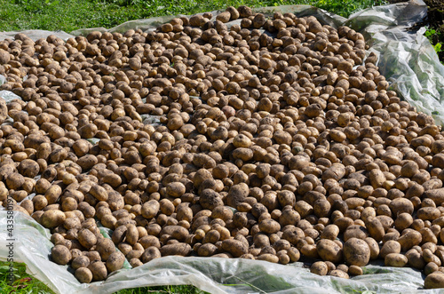 Excavated potatoes are placed in a large pile on plastic wrap and dried in the sun photo