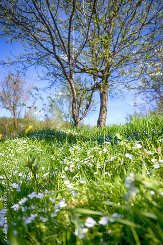 Fototapeta Naklejka Na Ścianę i Meble -  Lviv city spark in the early spring season