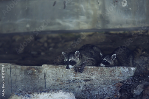 wild nosoha, american raccoon, animal in the wild photo