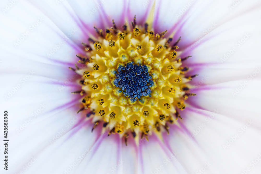 Obraz premium Close up details of osteospermum daisy flower